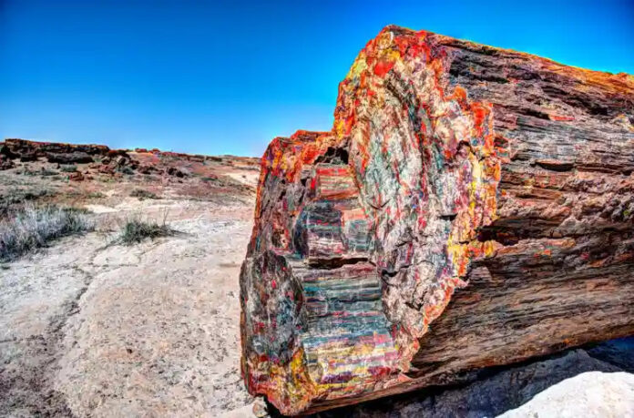 The Enchanted Forest of Stone: Arizona’s 225-Million-Year-Old Petrified Wonder